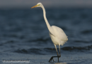 Αργυροτσικνιας - Great white egret - Egretta alba