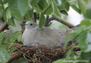 Δεκοχτουρα - Collared dove - Streptopelia decaocto