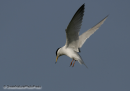 Νανογλαρονο - Little tern - Sterna albifrons