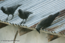 Καργια - Jackdaw - Corvus monedula