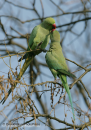 Πρασινος παπαγαλος - Ring-necked parakeet - Psittacula krameri