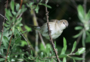 Κηποτσιροβακος - Garden Warbler - Sylvia borin