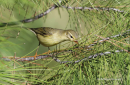Θαμνοφυλλοσκόπος - Willow Warbler - Phylloscopus trochilus