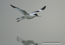 Αβοκετα - Avocet - Recurvirostra avosetta