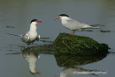 Ποταμογλαρονο - Common tern - Sterna hirundo
