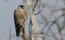 Πετριτης - Peregrine falcon - Falco peregrinus