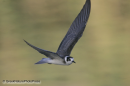 Μαυρογλαρονο - Black tern - Chlidonias niger