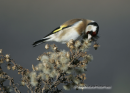 Καρδερινα - Goldfinch - Carduelis carduelis