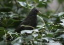 Κοτσυφας - Blackbird - Turdus merula