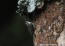 Καμποδεντροβατης - Short-toed treecreeper - Certhia brachydactyla