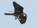 Μαυροπετριτης - Eleonora's Falcon - Falco eleonorae