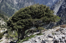 Κυπαρίσσι - Mediterranean cypress - Cupressus sempervirens