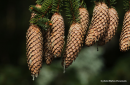 Ερυθρελάτη - Norway spruce - Picea abies