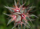 Τριφυλλι το αστερωτο - Starry Clover - Trifolium stellatum