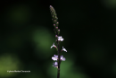 Verbena officinalis - Verbena officinalis - Verbena officinalis