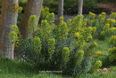 Euphorbia characias - Mediterranean spurge - Euphorbia characias