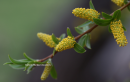 Ασημοϊτιά - White willow - Salix alba