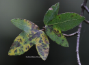 Κρητικο σφενδαμι (Acer sempervirens) - Acer sempervirens - Acer sempervirens