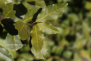 Δαφνη - Bay tree - Laurus nobilis
