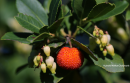 Κουμαρια - Strawberry tree - Arbutus unedo