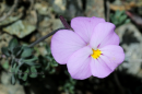 Viola albanica - Viola albanica - Viola albanica