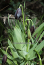 Φριτιλλάρια μαυρη - Fritillaria obliqua - Fritillaria obliqua