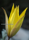 Τουλιπα (Tulipa australis) - Tulipa australis - Tulipa australis
