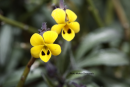 Viola scorpiuroides - Viola scorpiuroides - Viola scorpiuroides