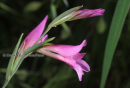Gladiolus italicus - Gladiolus italicus - Gladiolus italicus