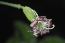 Σιληνη (Silene oligantha ssp. parnesia) - Silene oligantha ssp. parnesia - Silene oligantha ssp. parnesia