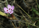 Διανθος (Dianthus tymphresteus) - Dianthus tymphresteus - Dianthus tymphresteus