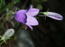 Καμπανουλα(Campanula rotundifolia) - Campanula rotundifolia - Campanula rotundifolia