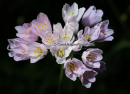Allium roseum - Rosy garlic - Allium roseum