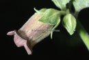 Atropa belladonna - Deadly nightshade - Atropa belladonna