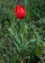 Τουλιπα (Tulipa undulatifolia) - Tulip (Tulipa undulatifolia) - Tulipa undulatifolia