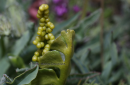 Botrychium lunaria - Common moonwort - Botrychium lunaria