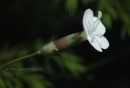Διανθος (Dianthus minutiflorus) - Dianthus minutiflorus - Dianthus minutiflorus