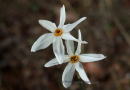 Ναρκισσος (Narcissus obsoletus) - Narcissus obsoletus - Narcissus obsoletus