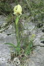 Ιριδα (Iris reichenbachii) - Iris reichenbachii - Iris reichenbachii