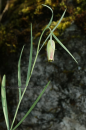Φριτιλλαρια (Fritillaria messanensis) - Fritillaria messanensis - Fritillaria messanensis