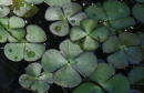Marsilea quadrifolia - Water Clover - Marsilea quadrifolia
