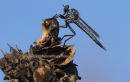 Μυγα ληστης (Οικογενεια Asilidae) - Robber fly (Asilidae family) - Asilidae family