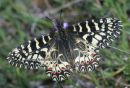 Πεταλουδα (Zerynthia polyxena) - Festoon - Zerynthia polyxena