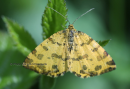 Πεταλουδα (Pseudopanthera macularia) - Speckled yellow - Pseudopanthera macularia