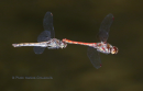Λιβελουλα (Sympetrum fonscolombii) - Red-veined darter - Sympetrum fonscolombii