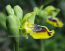 Ophrys lutea subsp. sicula - Ophrys lutea subsp. sicula - Ophrys lutea subsp. sicula