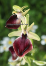 Ophrys helenae - Ophrys helenae - Ophrys helenae