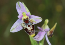 Ophrys oestrifera - Ophrys oestrifera - Ophrys oestrifera