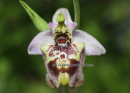 Ophrys candica - Ophrys candica - Ophrys candica