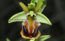 Ophrys grammica - Ophrys grammica - Ophrys grammica
